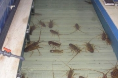 Realizzazione Impianto di stoccaggio crostacei a Tunisi capacita totale kg 1200 circa di crostacei