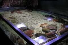 phoca_thumb_l_zucc015